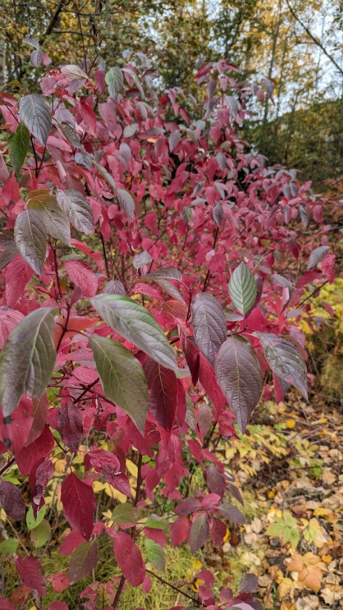 red osier dogwood fall leaves