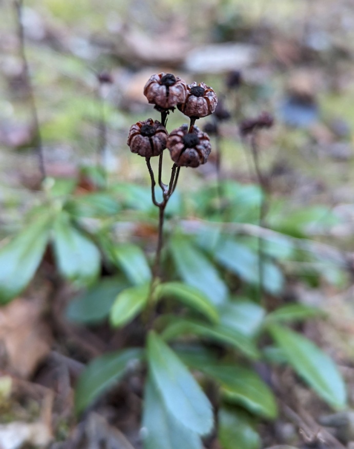 Pipsissewa