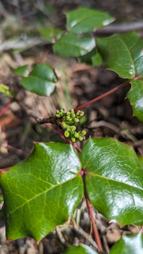 oregon grape