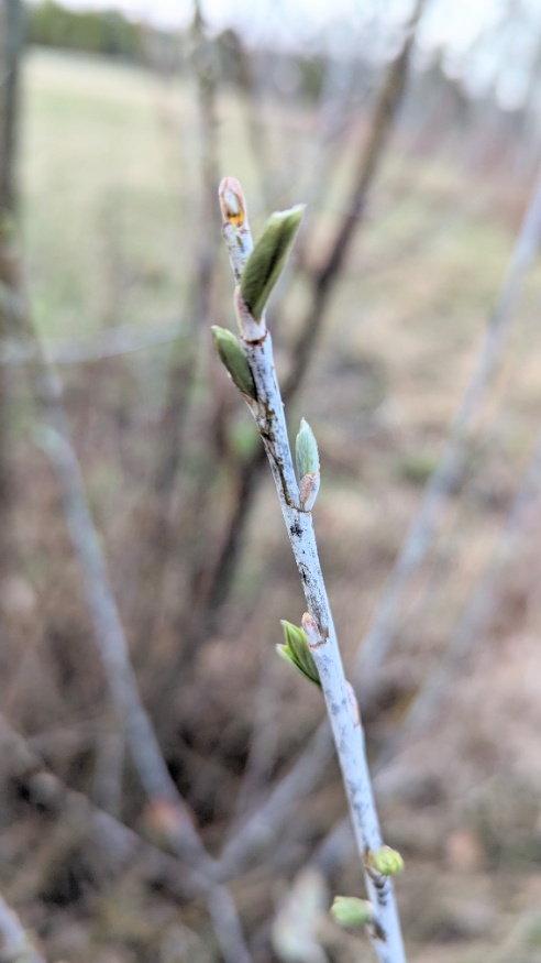 drummond's willow stems