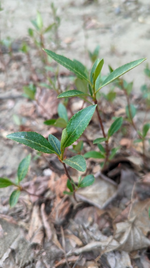 balsam poplar seed saplings