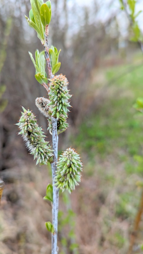 drummond's willow catkins