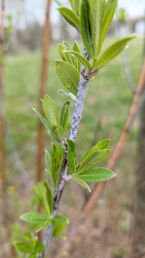 drummond's willow stems