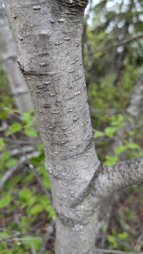 alder bark