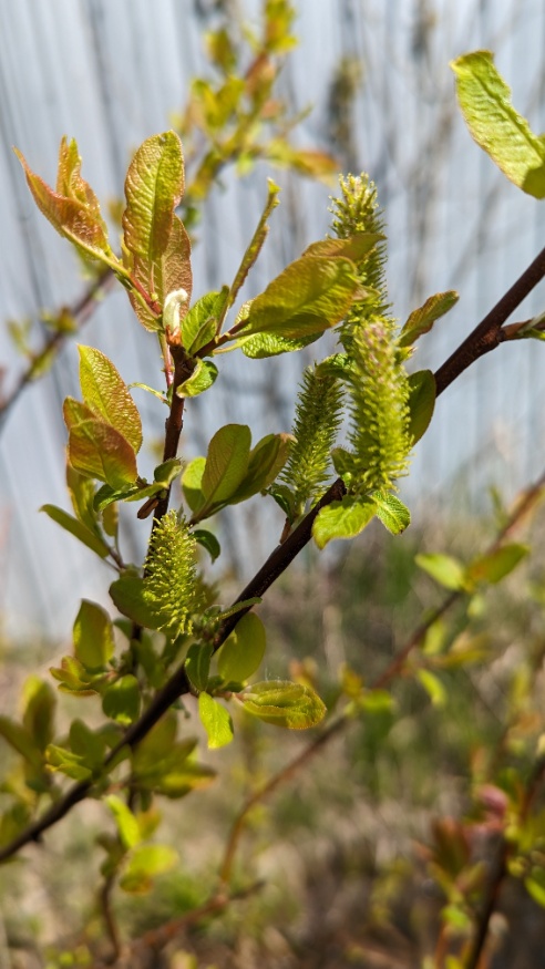 False Mountain Willow Fruit
