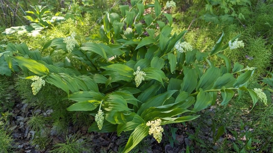 Solomon's plume clump