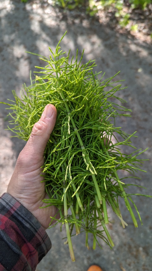 horsetail