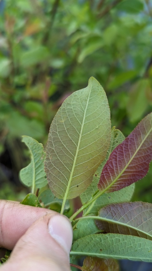 False Mountain Willow leaves