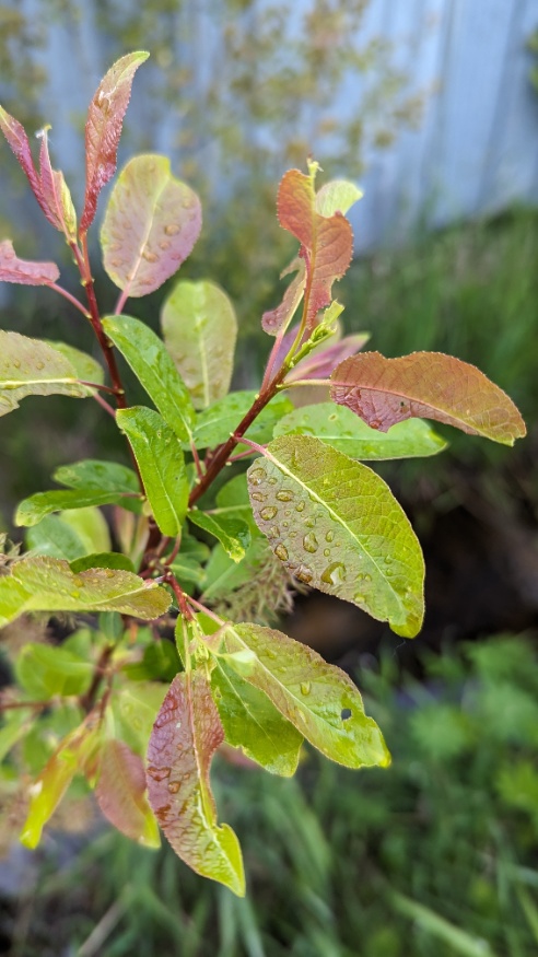 False Mountain Willow leaves