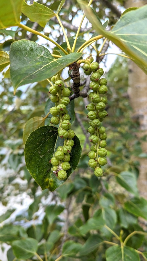balsam poplar seed pods