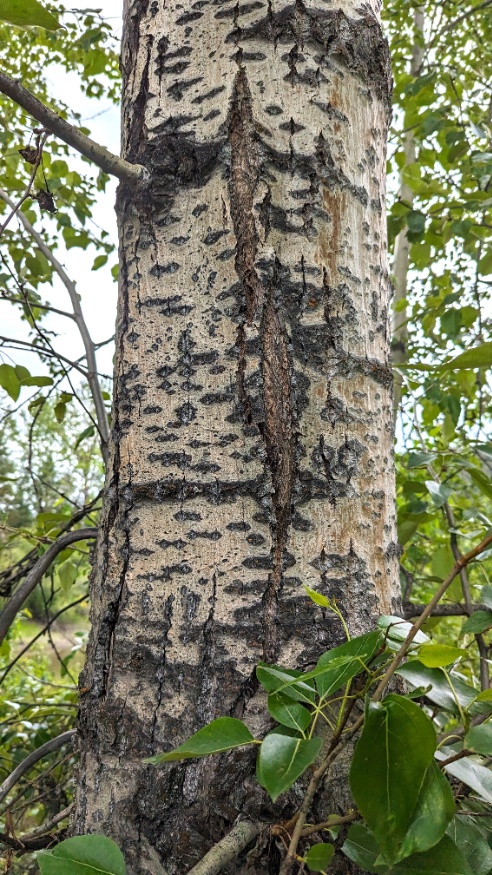 balsam poplar bark