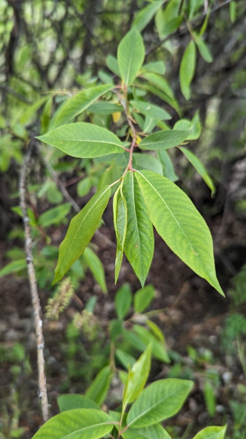 Mackenzie willow leaves