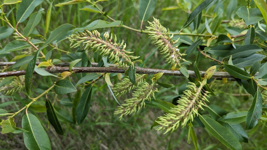 Mackenzie willow catkins