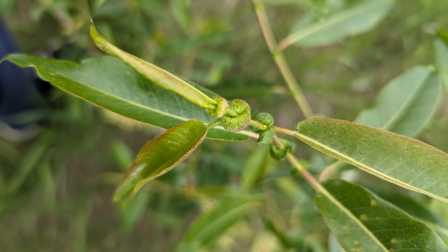 Mackenzie willow leaves
