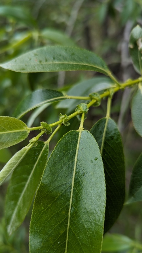 Pacific Willow