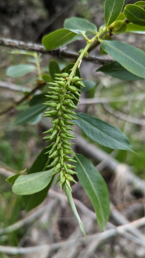 Pacific Willow Catkins
