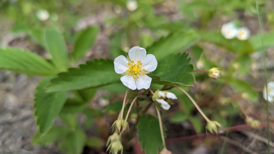 wild strawberry