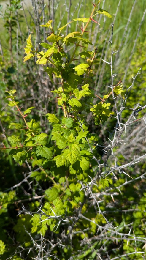 Northern Gooseberry