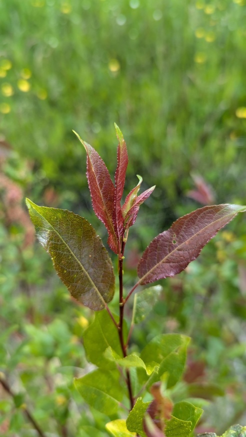 False Mountain Willow leaves
