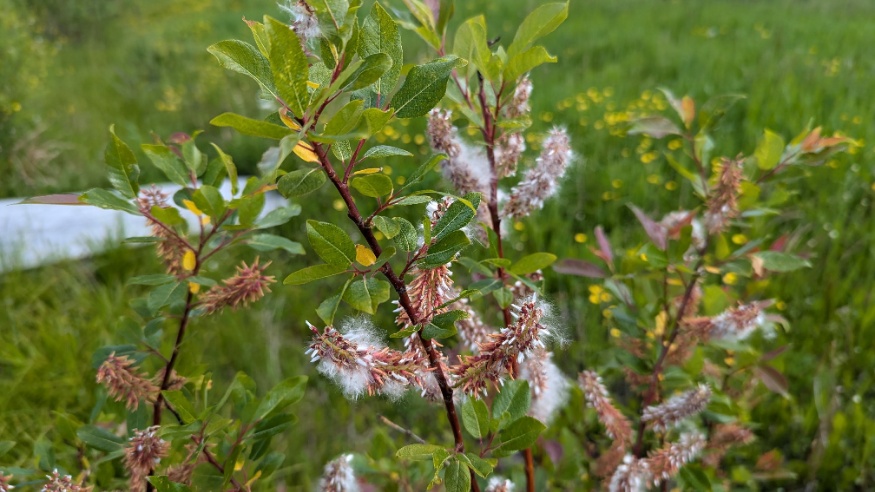 False Mountain Willow seeds