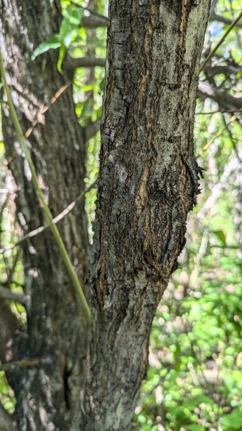 Pacific Willow Bark