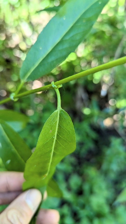 Pacific Willow Leaves