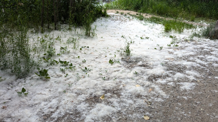 balsam poplar fluff
