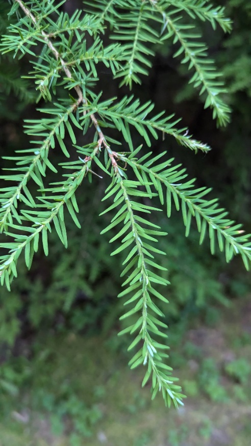hemlock