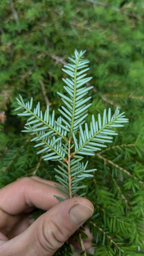 hemlock
