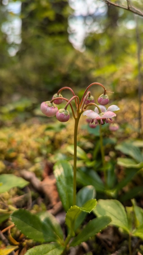 Pipsissewa