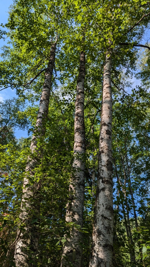 birch trees