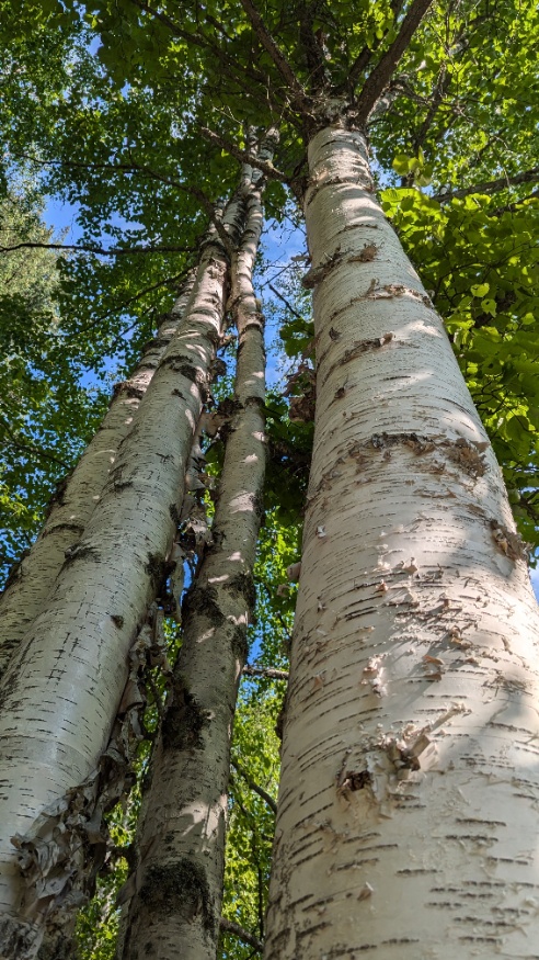 birch trunk