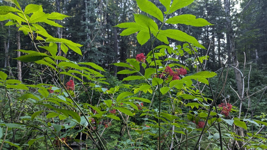 red elderberry