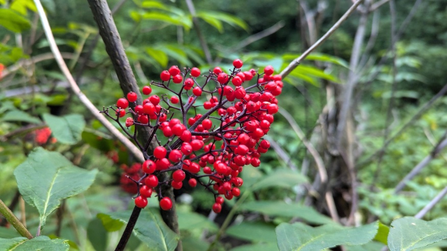 red elderberry