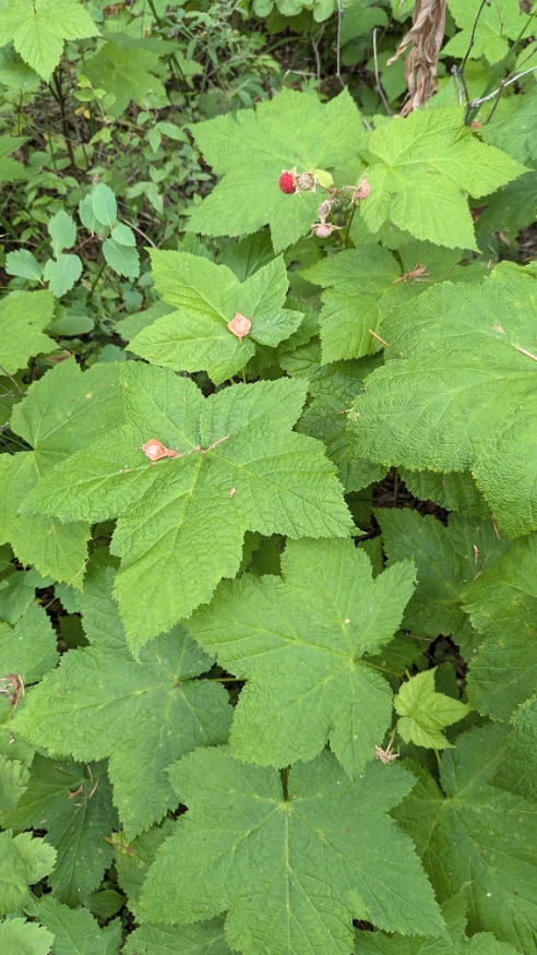 Thimbleberry Leaves