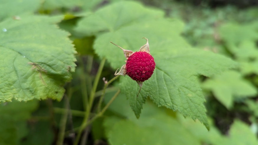 Thimbleberry Fruit