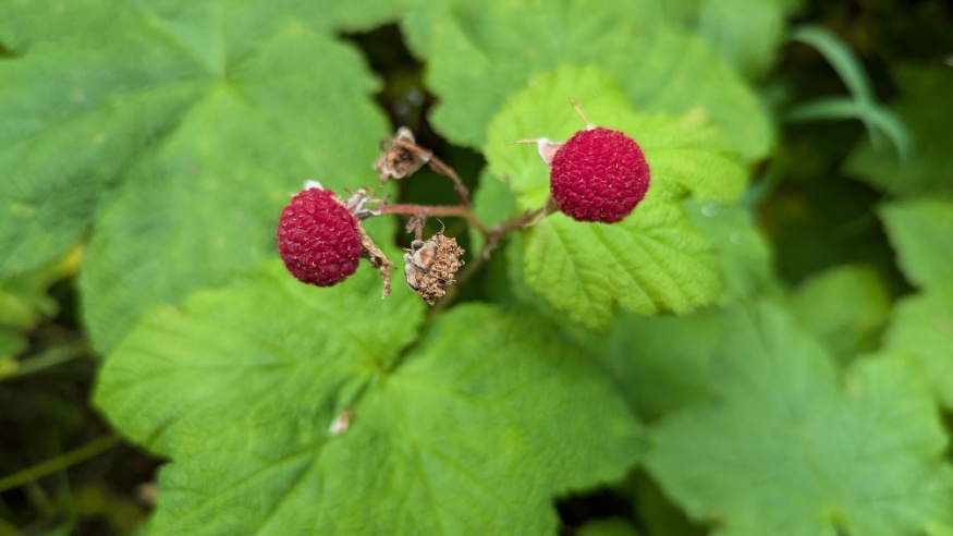 Thimbleberry Fruit