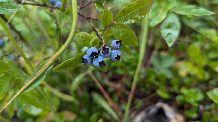 wild blueberry