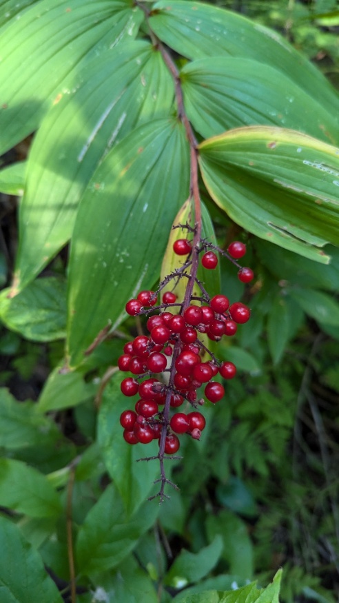 Solomon's plume fruit