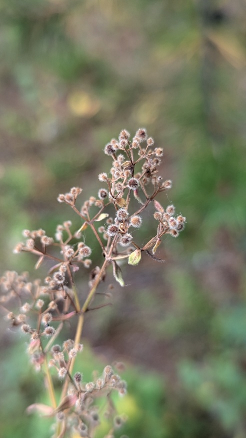 northern bedstraw
