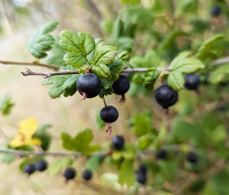 Northern Gooseberry