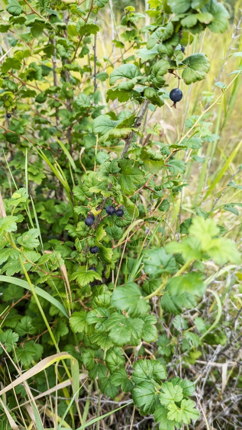 Northern Gooseberry