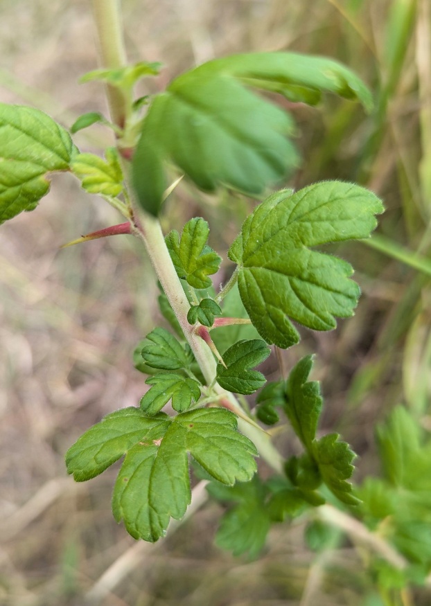 Northern Gooseberry Leaves