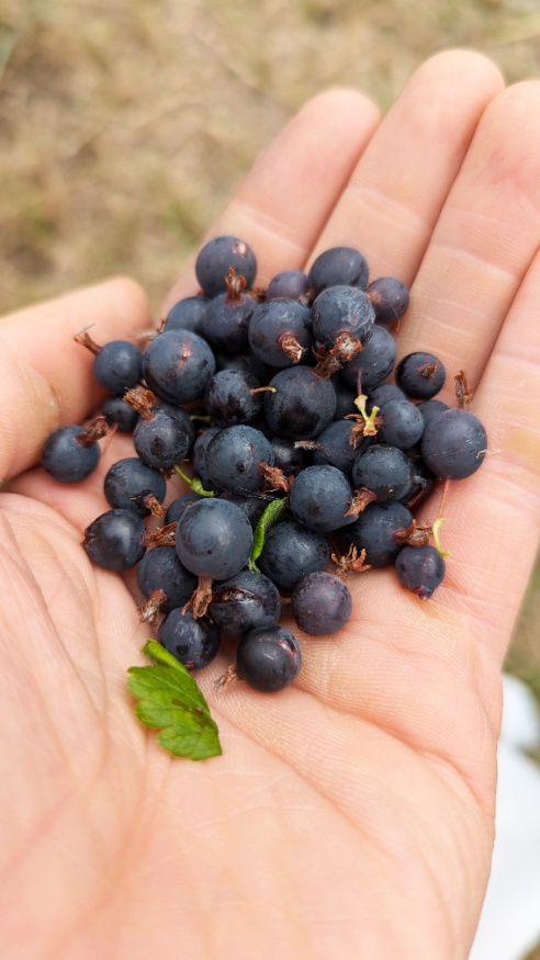 Northern Gooseberry Fruit