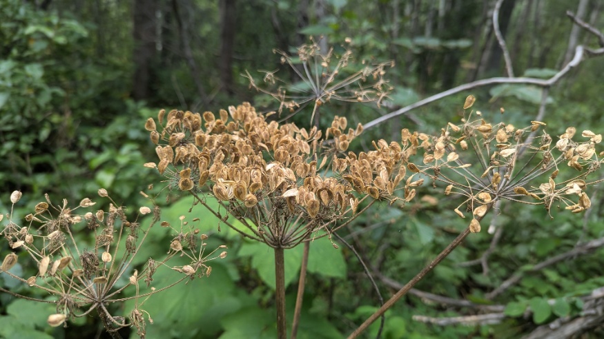 Cow Parsnip Seed Head