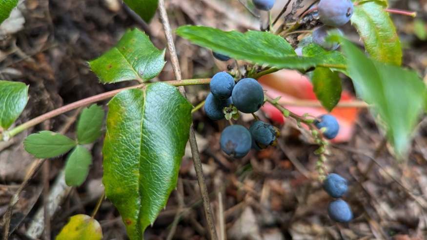 oregon grape