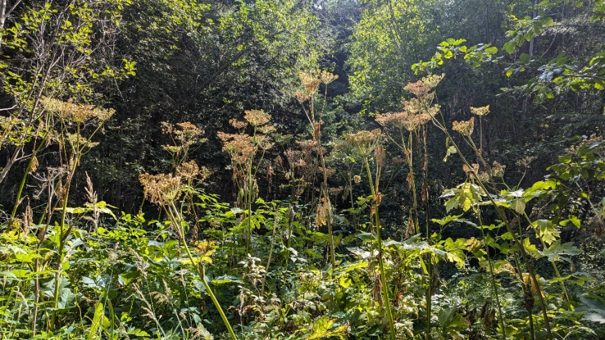 Cow Parsnip Patch
