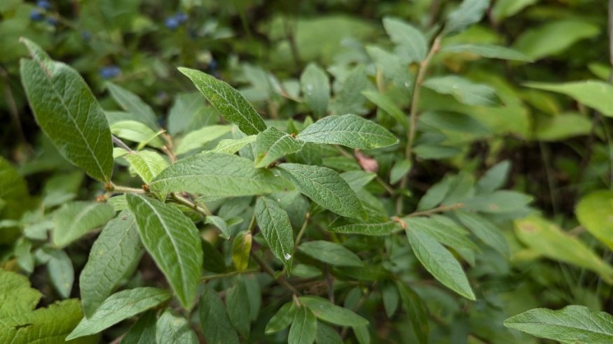 wild blueberry leaves