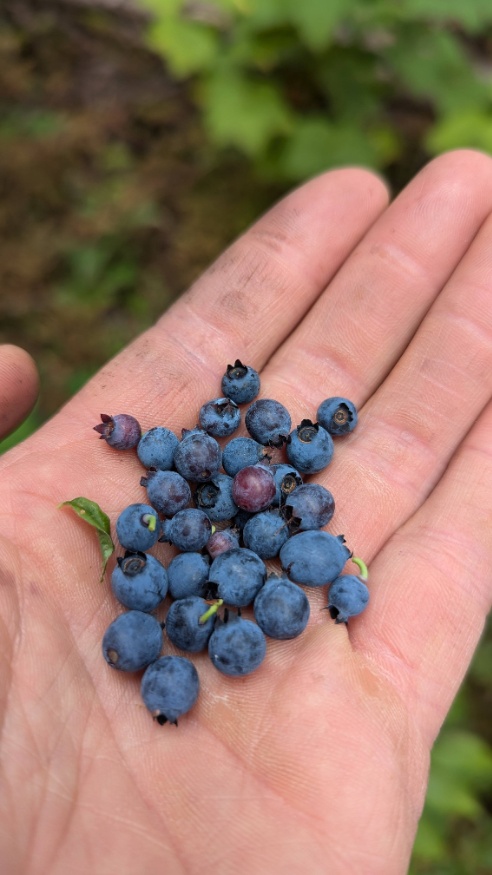 wild blueberry fruit