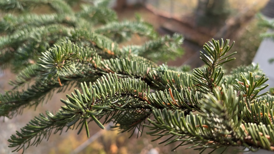 subalpine fir